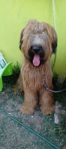 Ciobanesc de Brie Briard; Cahar 10 luni

