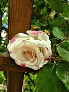 MVIMG_20240522_131320~2