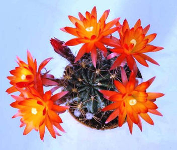 Lobivia tegeleriana