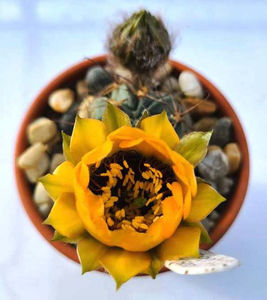 Lobivia jajoiana glauca