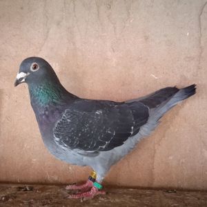 Femela 19-401