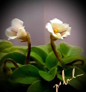 Senk s Alchemy Antique Bells