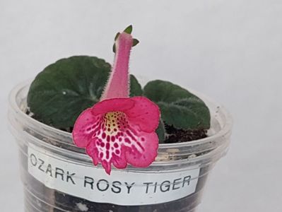 Ozark Rosy Tiger (24-05-2024)