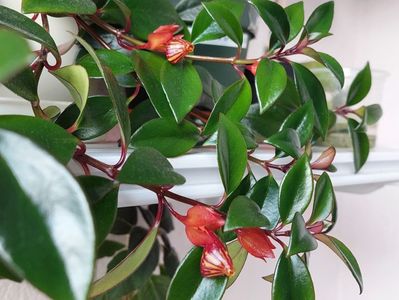 Nematanthus Tropicana (24-05-2024)