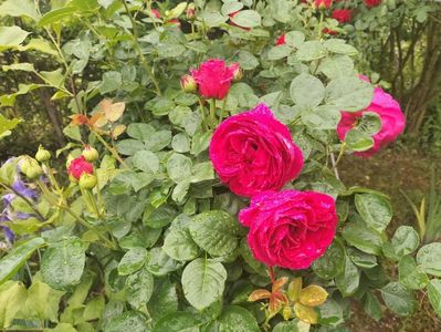 IMG20240523091646
