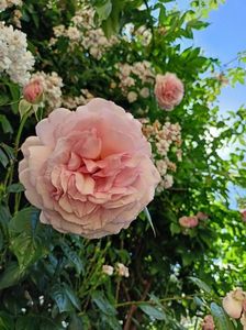 Princess Alexandra of Kent