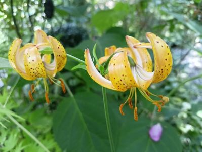 Crin Martagon "Peppard Gold"