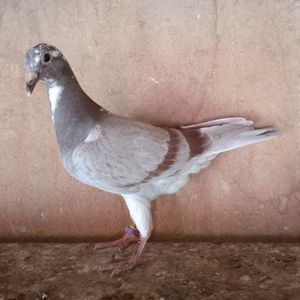 Pui 24-507
