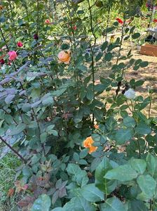 WhatsApp Image 2024-05-25 at 11.37.11_a619e8e0