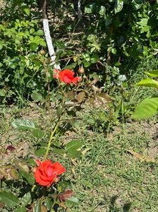 WhatsApp Image 2024-05-25 at 11.37.47_55674c33