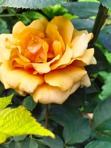 IMG20240525121210