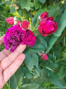 IMG20240525115625