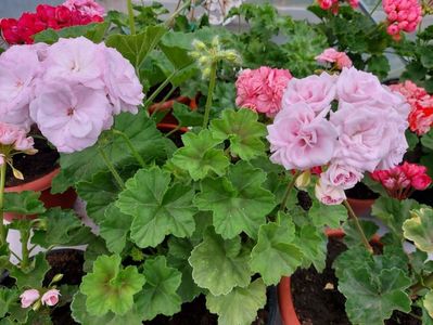 Milfield Rose