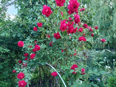 IMG20240525195829