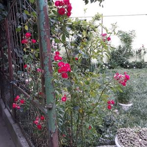 Mai , 2024  prima înflorire mai " serioasă "