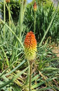 Kniphofia uvaria(crin făclie)