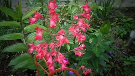 Heuchera