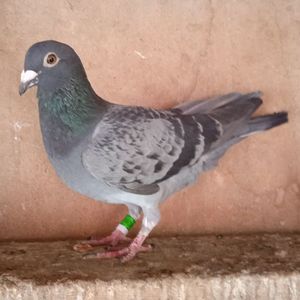 Femela 23-806