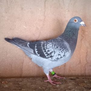Mascul 23-840