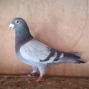 Mascul 11-386