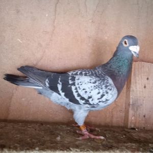Mascul 09-659