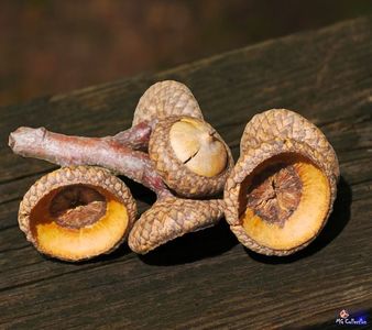 OAK tree fruits Deco