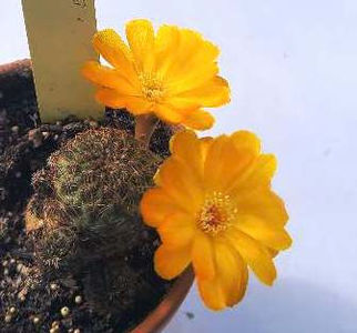 Sulcorebutia canigueralii var applanata