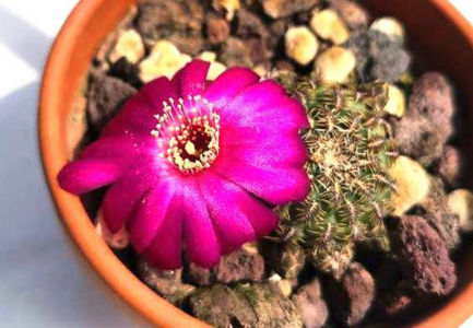 Sulcorebutia caniguellarii PHA258