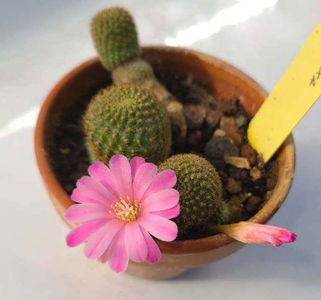Rebutia perplexa