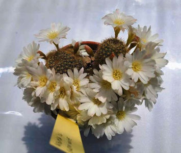 Rebutia cv Snow White