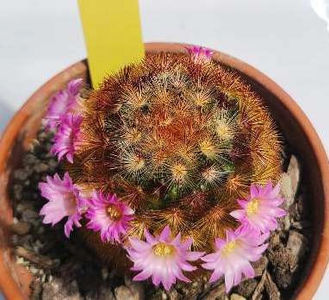 Mammillaria carmenae f rubrispina