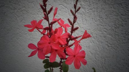 Plumbago indica,iar inflorita