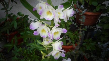 Dendrobium nobile