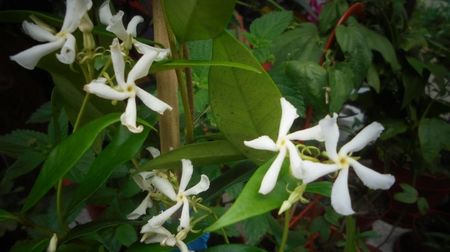 Trachelospermum jasminoides