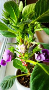 28.05.2024; Gloxinia
