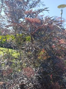 Img. 20230608151501