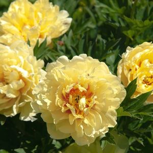 ITOH garden treasure -