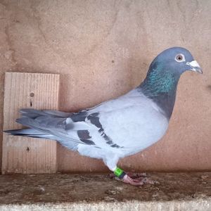 Mascul 23-392