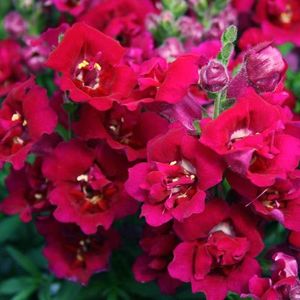 antirrhinum-twinny-f1-double-violet