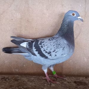 Femela 23-582