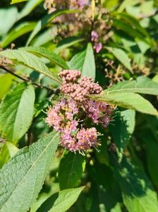Callicarpa(bodinieri,)