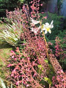 Heuchera silver hybr
