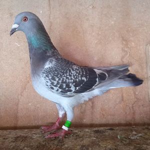 Femela 23-337