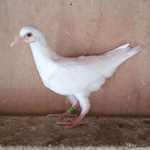 Pui 23-029