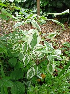 Cornus controversa Variegata