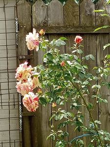 IMG20240601124138