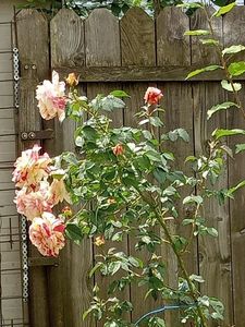 IMG20240601124135