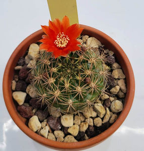 Weingartia trollii