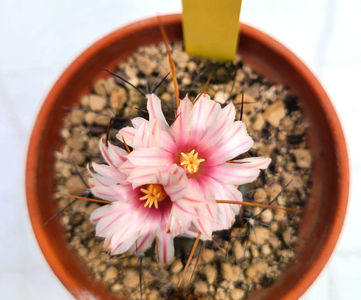 Thelocactus tulensis