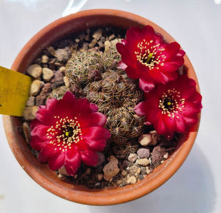 Sulcorebutia canigueralii bordeaux